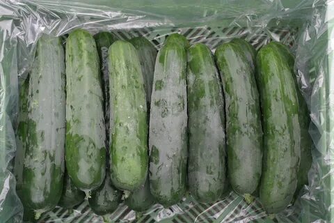 Срок хранения огурцов свежих