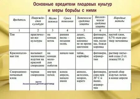 Чем обработать смородину весной после снега. Чем обработать смородину весной после снега
