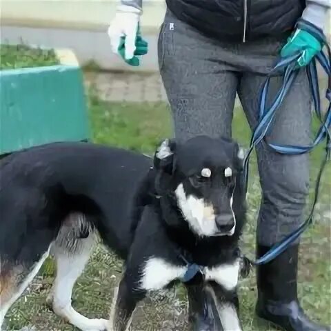 Шелти и шпиц метис. Боровская собака. Собаки боровск. Боровская собака. Собаки боровск.