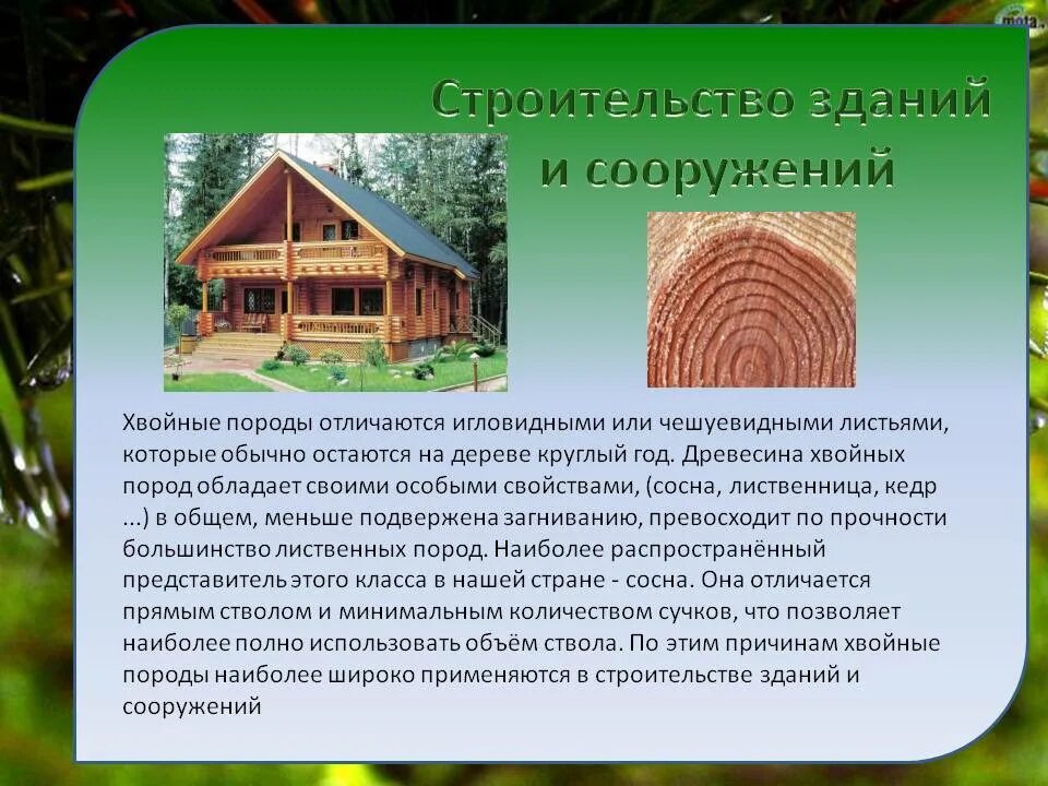 Хвойные породы характеристика. Хвойные породы. Хвойные породы древесины. Сосна характеристика древесины. Хвойные деревья в строительстве.