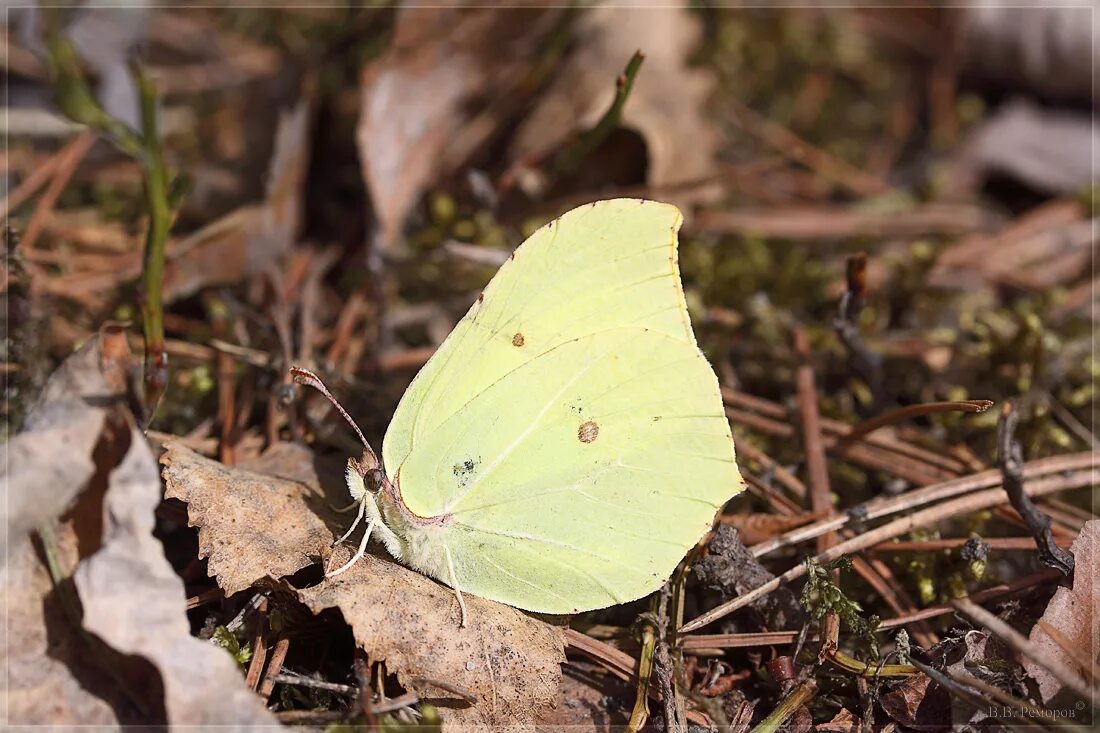 Бабочка лимонница. Gonepteryx rhamni лимонница. Бабочка лимонница крушинница. Лимонница ареал.