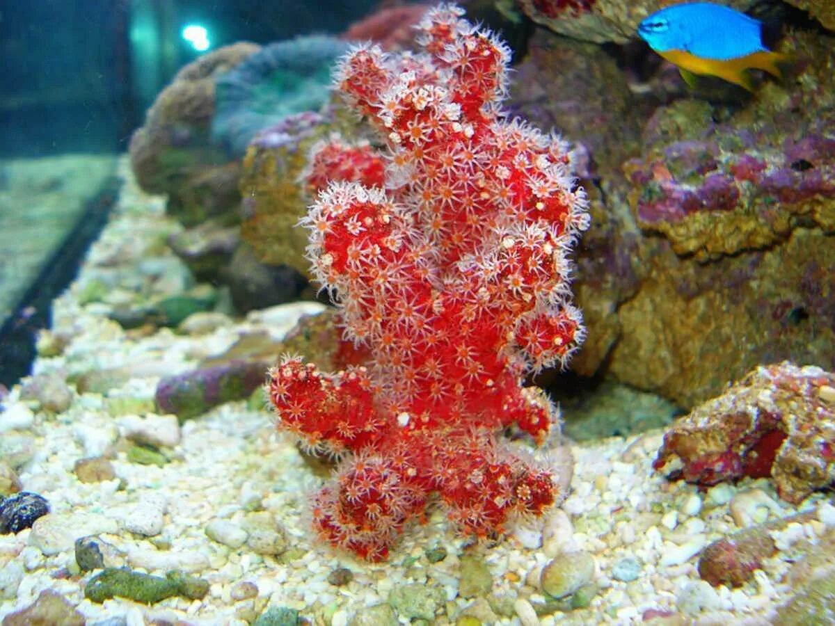 Red coral. Коралловые полипы альционарии. Восьмилучевые кораллы Octocorallia. Красный коралл Кишечнополостные. Коралловые полипы красный коралл.