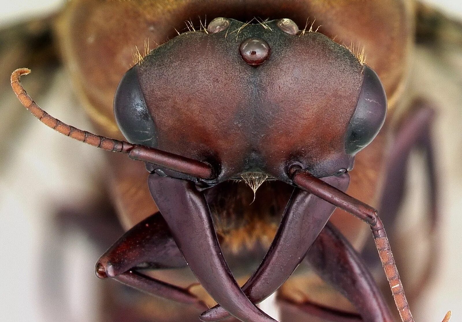 Dorylus nigricans. Dorylus муравьи. Гигантский амазонский муравей. Большие жуки насекомые