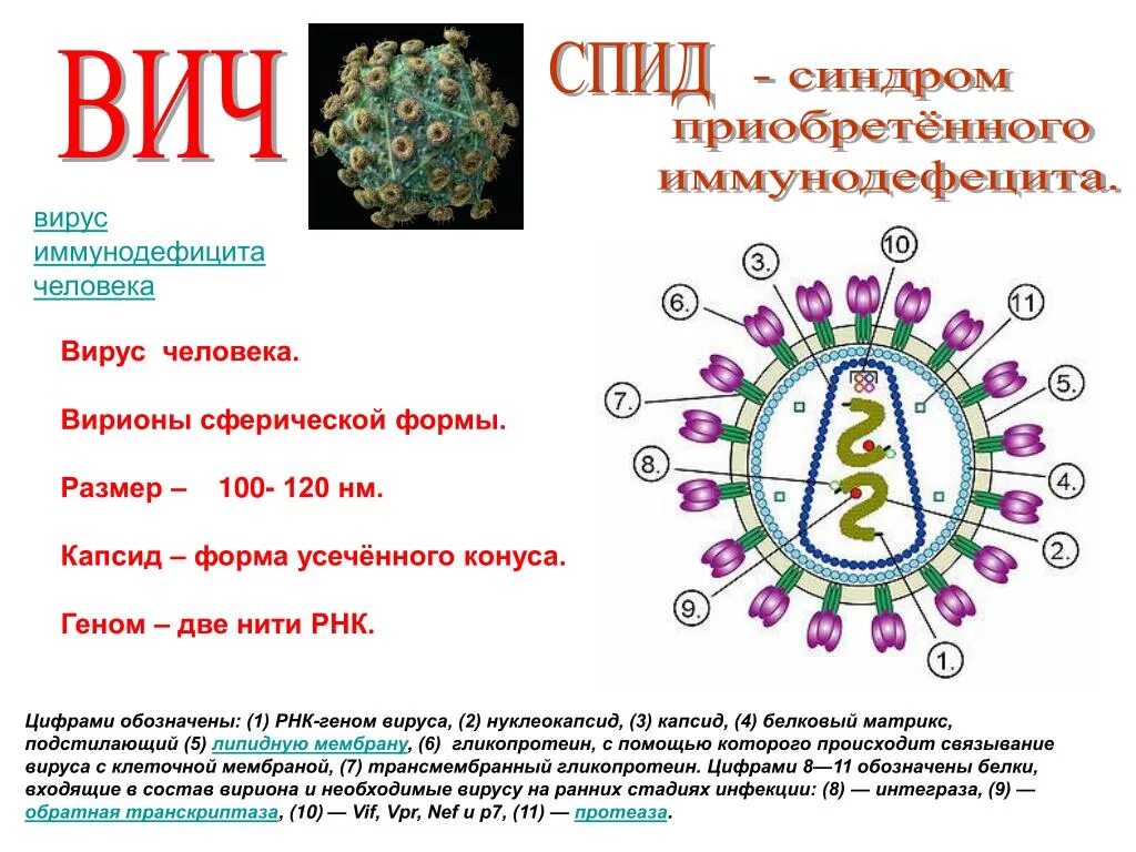 Вич биология. Вирус это неклеточная форма жизни вирус ВИЧ. Схема строения вириона ВИЧ. Строение вируса ВИЧ. Форма вируса иммунодефицита человека.