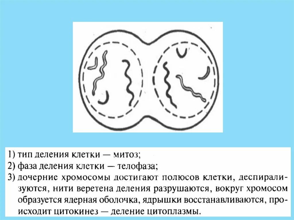 Метафаза мейоза 2. Типы и фазы деления клетки. Профаза митоза ЕГЭ. Митоз и мейоз стадии деления. Тест митоз мейоз с ответами