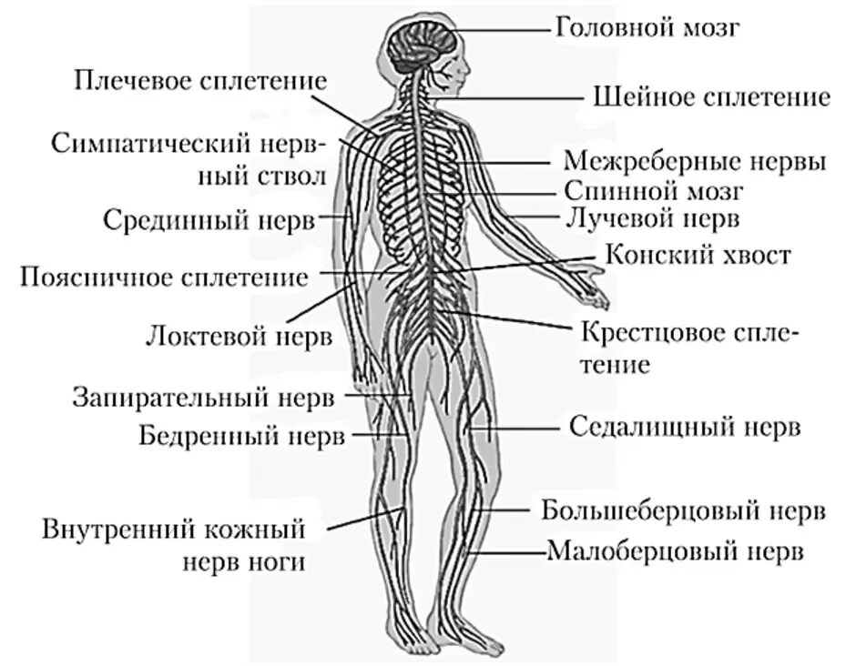 Строение периферической нервная система человека анатомия. Структуры периферической нервной системы человека. Периферическая нервная система схема строения. Периферическая нервная система анатомия строение. Периферическая нервная система ядра