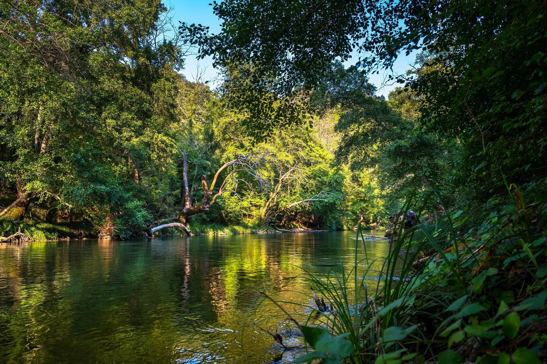 Jungle river