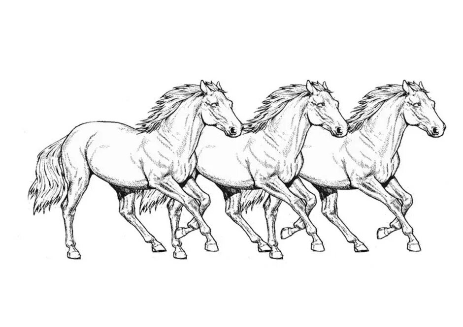Тройка лошадей пробежала. Раскраска. Лошади. Тройка лошадей раскраска. Раскраска конь. Три лошади раскраска.