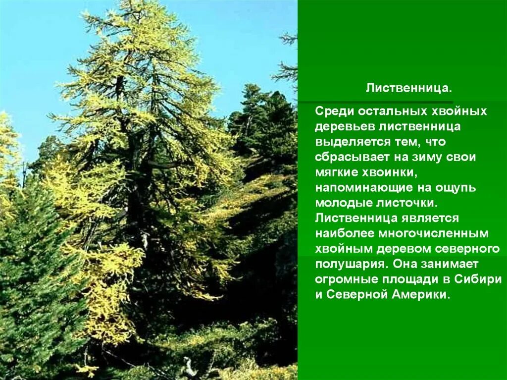 Лиственница Сибирская класс. Лиственница необычное дерево. Лиственница дерево хвойное. Лиственница дерево описание.