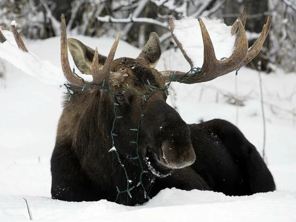 Лось зимой. Прикольные фото лося. Лось Аляска. Животные похожие на лося.