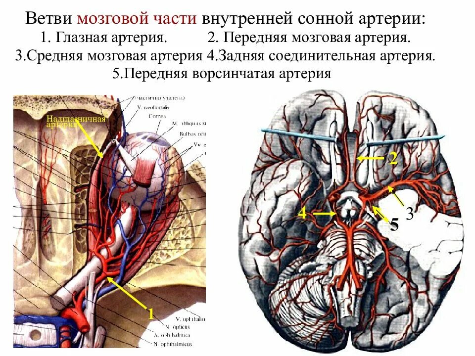 Ветви мозговых артерий