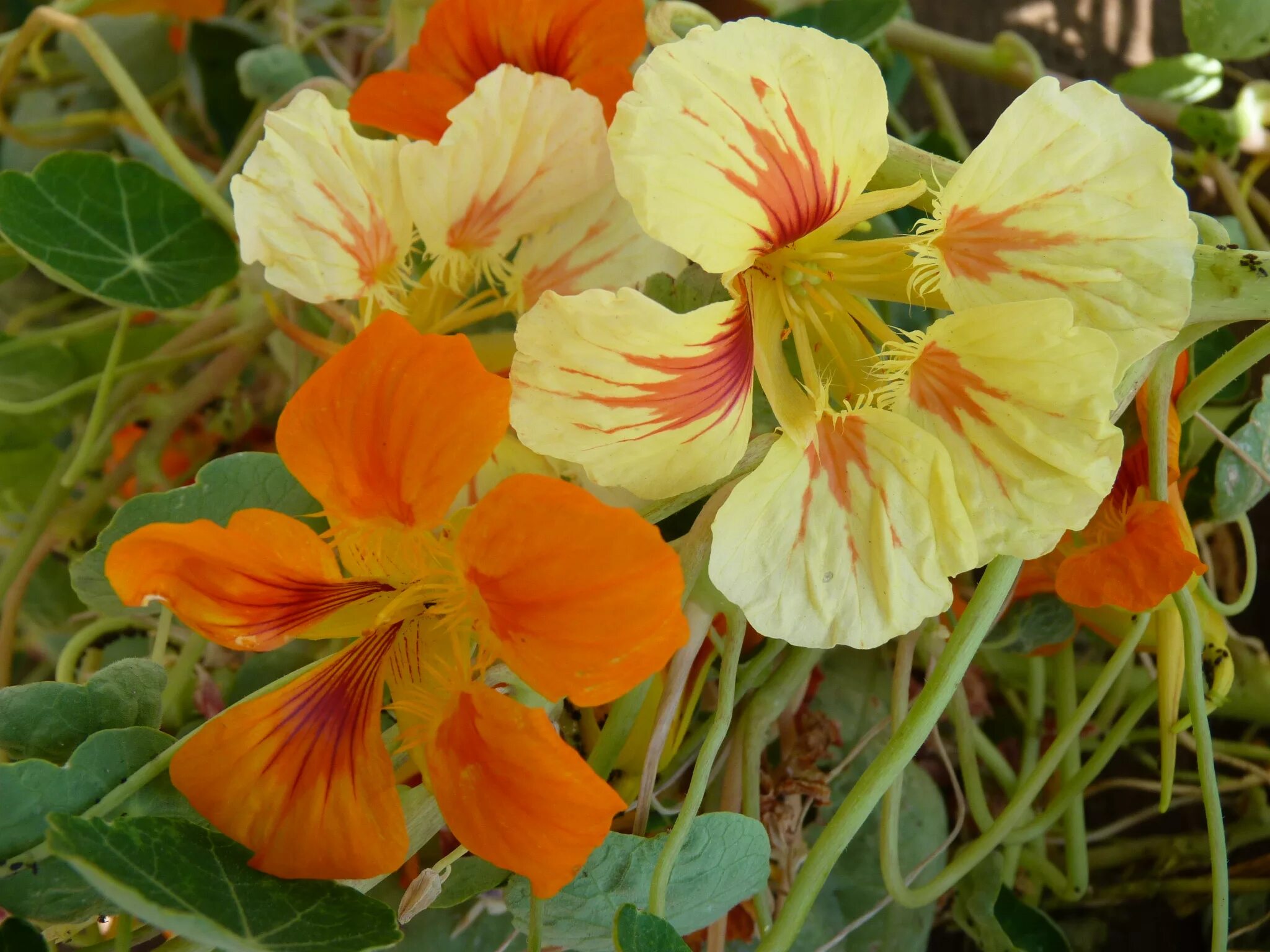 Настурция капуцин. Настурция трехцветная (Tropaeolum Tricolor). Настурция клубненосная. Настурция Peach Melba. Настурция махровая фото