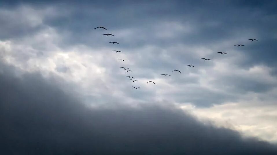 Conservation of a Central American region is critical for migrating birds