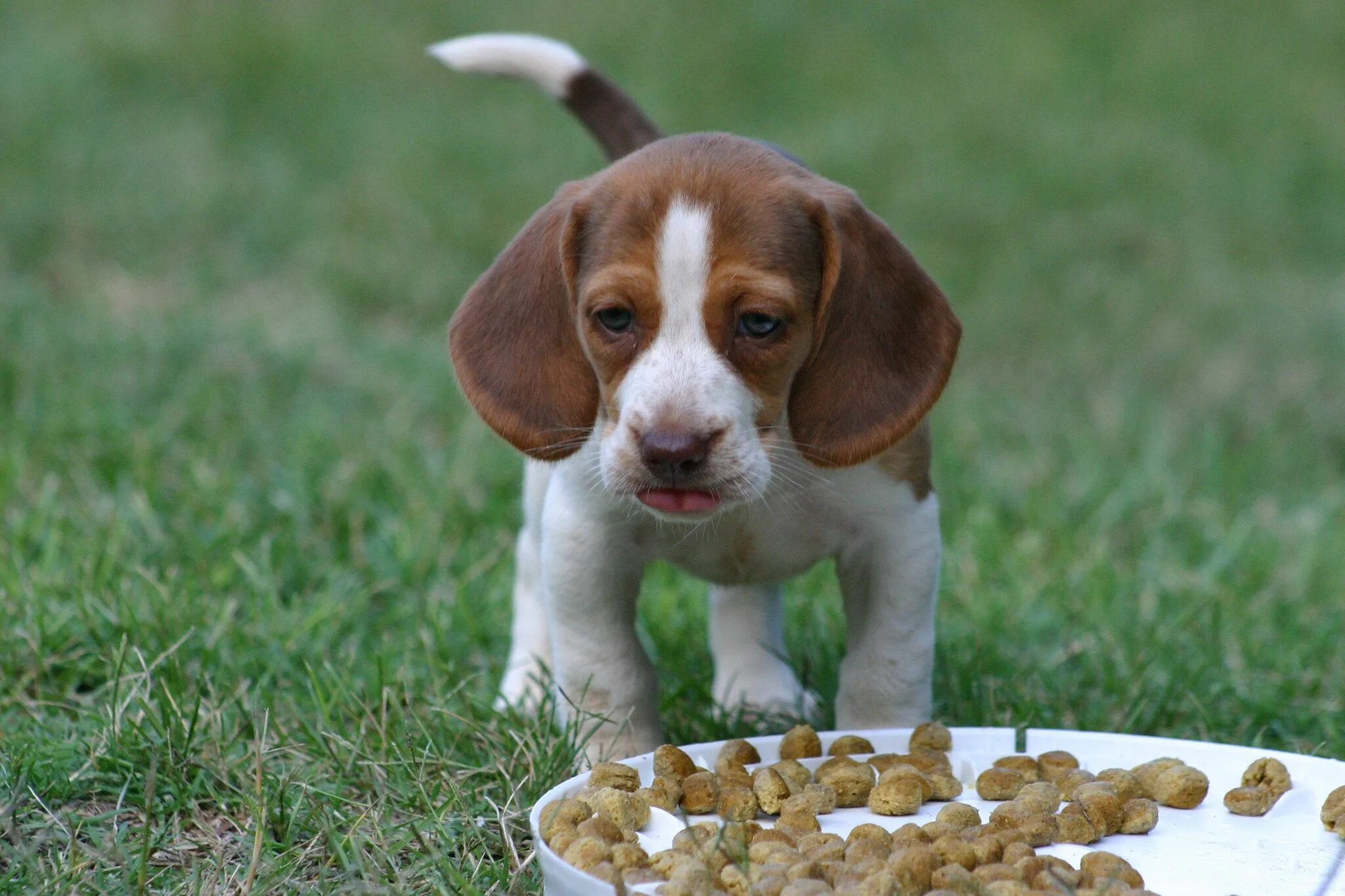 Рацион бигля. Рацион бигля. Бигль 4 месяца. Корма для бигля. Рацион бигля.