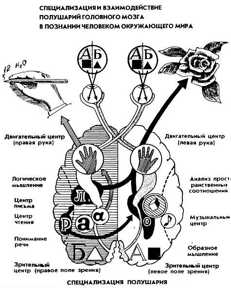 Левое полушарие какая рука