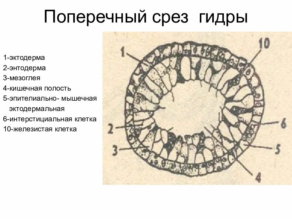 Эктодерма энтодерма мезоглея
