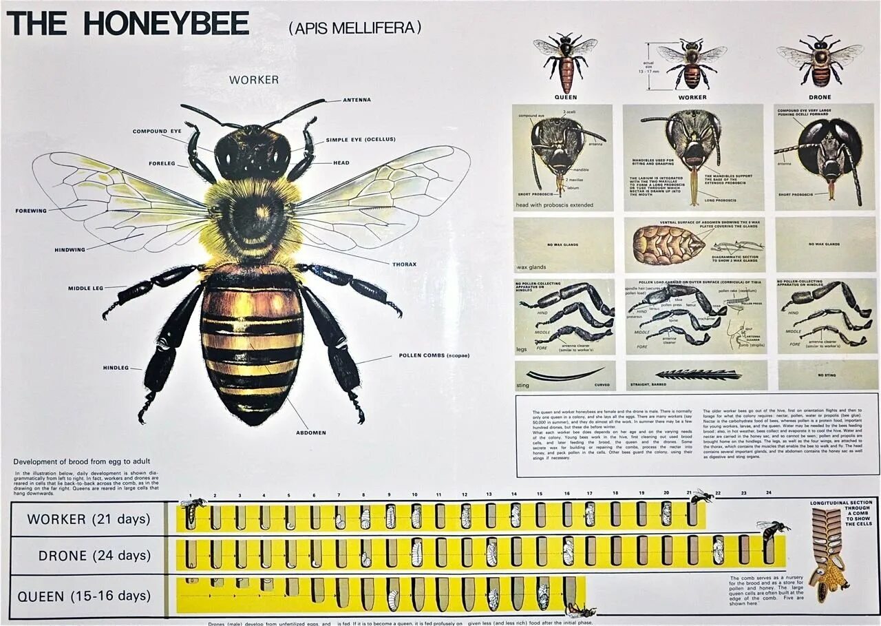 Таблица развития пчелы. Развитие пчелы. Схема развития пчелы. Схема развития пчеломатки.