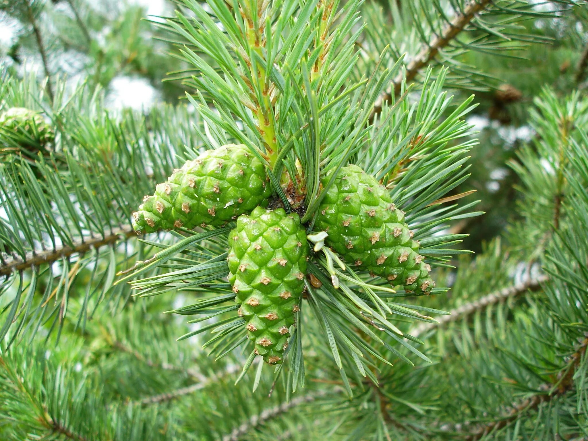 Сосна питание. Сосна обыкновенная "cuha". Сосна румелийская. Pinus peuce шишка. Изображение сосны.