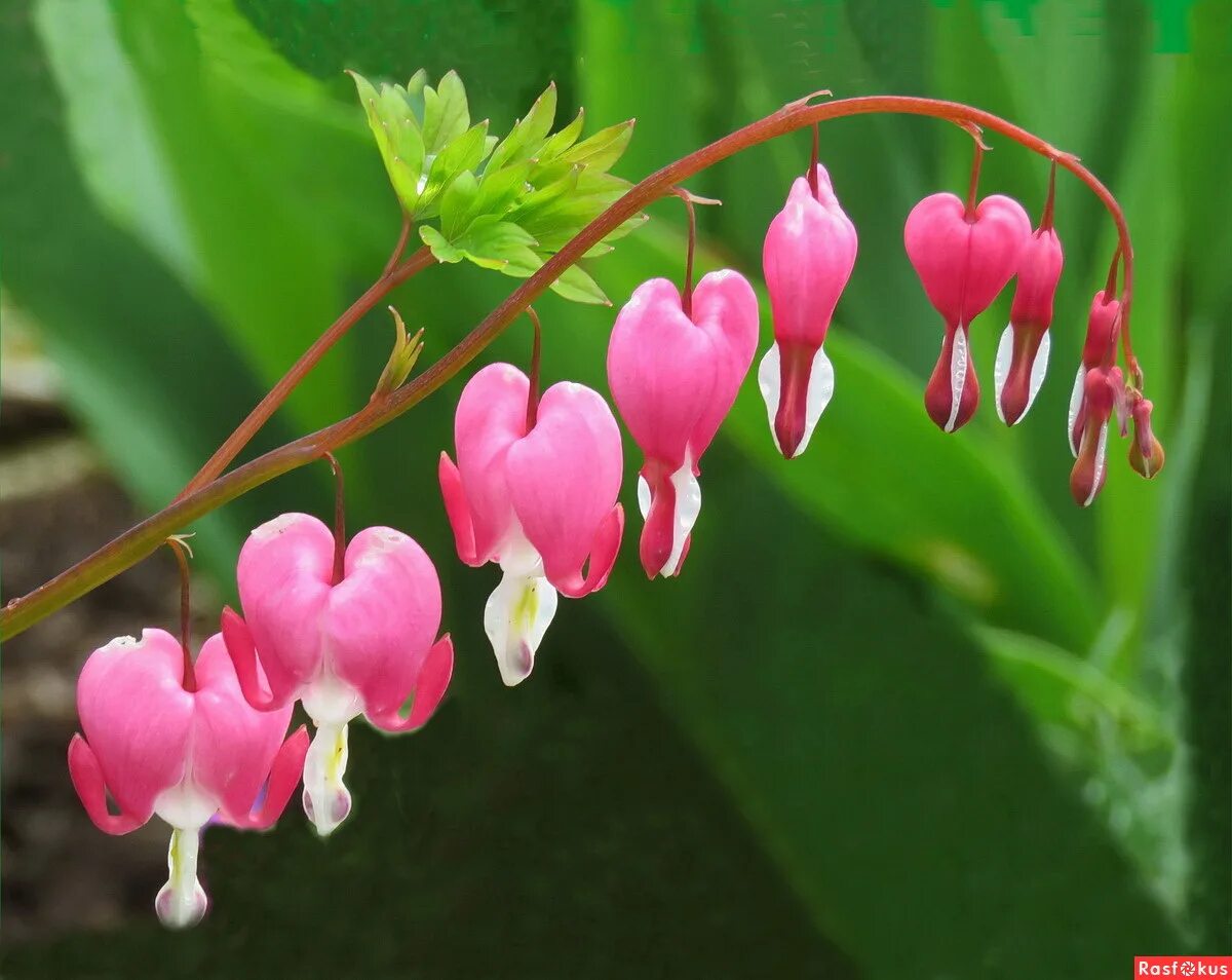 весной расцветают сердца. весна любовь. красивые цитаты для паблика. весна любовь счастье. весна любовь счастье.