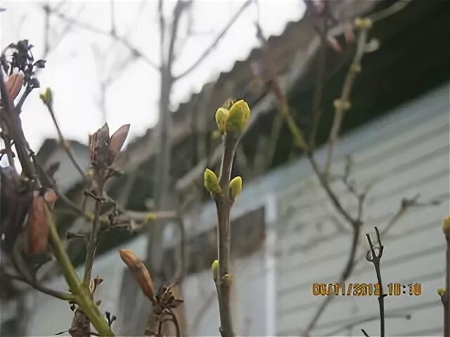 Набухли почки сирени