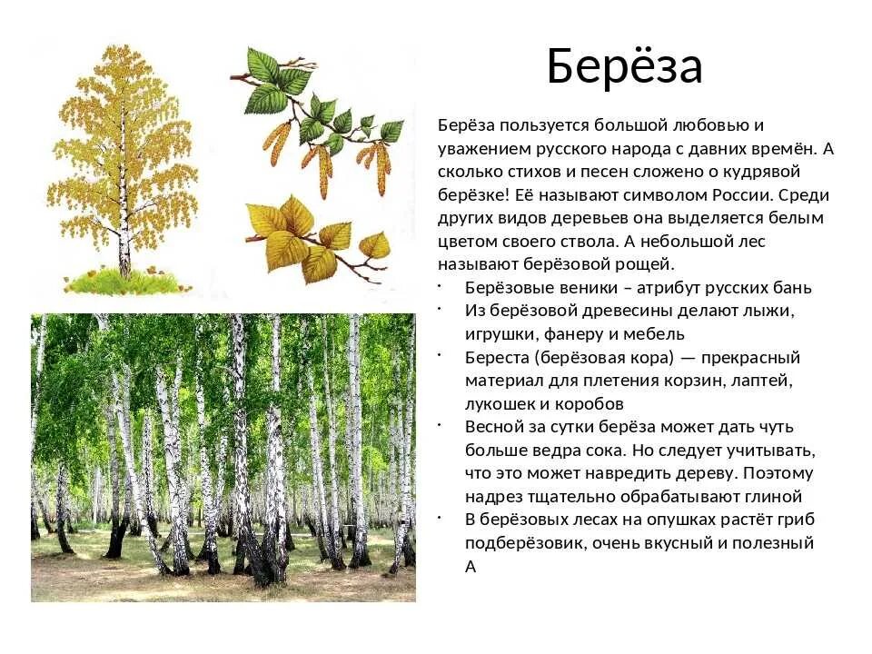 Какие березы растут в россии. Описание березы. Описание березы для дошкольников. Береза описание для детей. Описание дерево Березки.