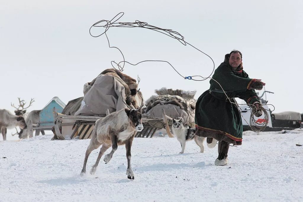 Запах тундры