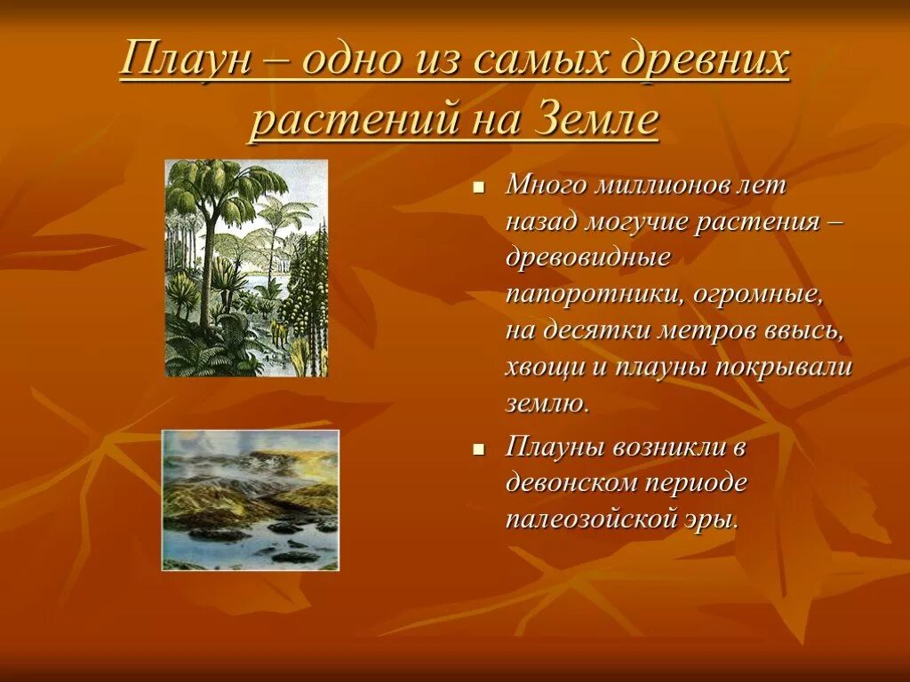 Какое значение плаунов в жизни человека. Древние растения. Древнейшие растения на земле. Наиболее древнее растение на земле. Сообщение о древних растениях.