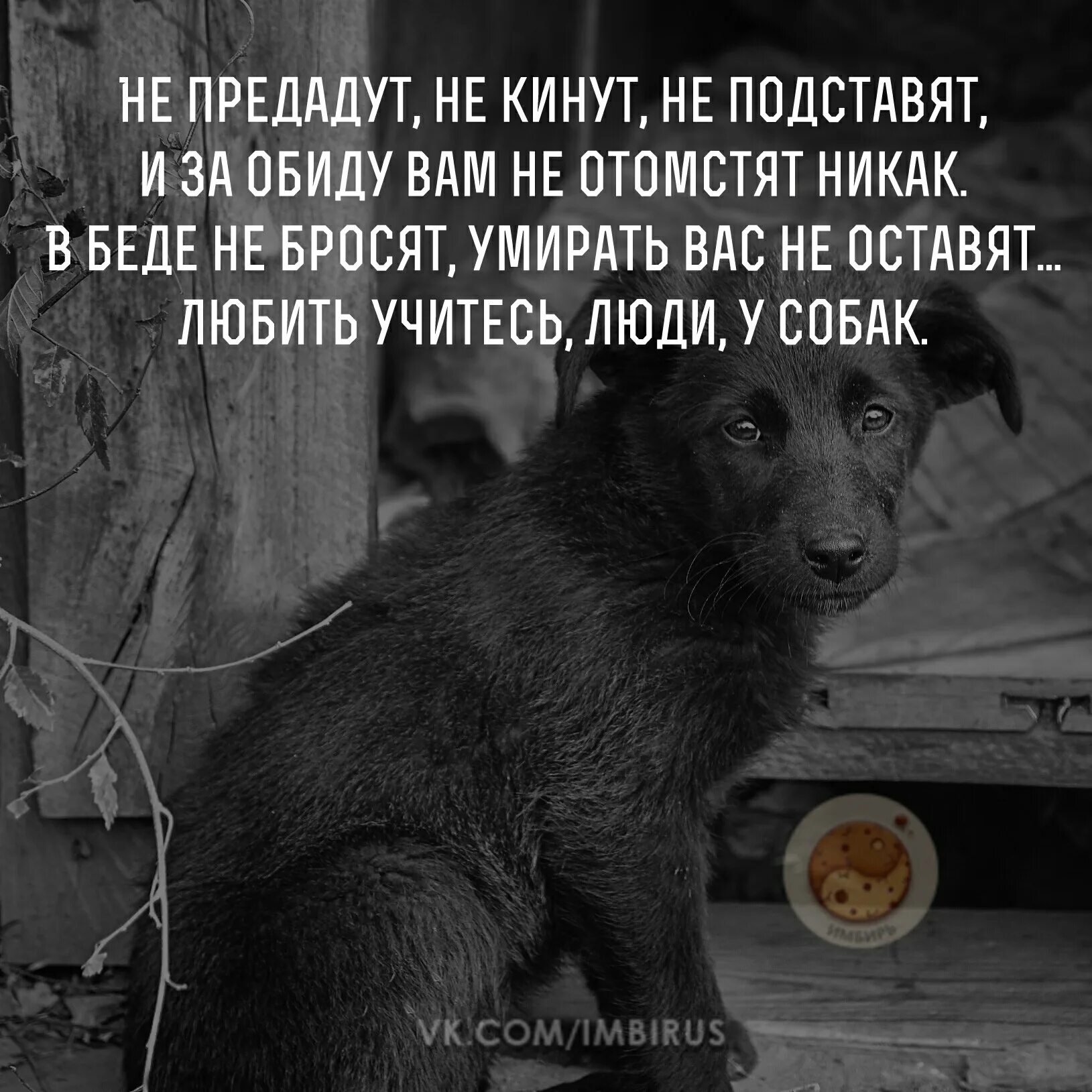 Женщин и собак обижать не. Предательство собаки. Собаки самые преданные животные. Преданная собака. Собака не предаст.