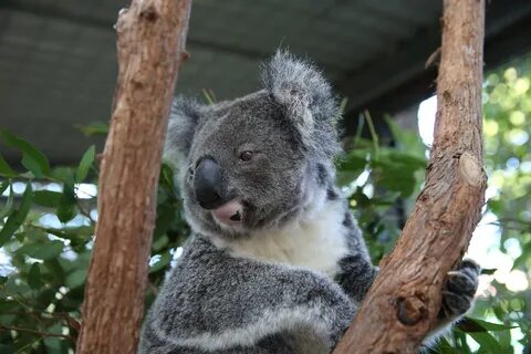Кармик коала