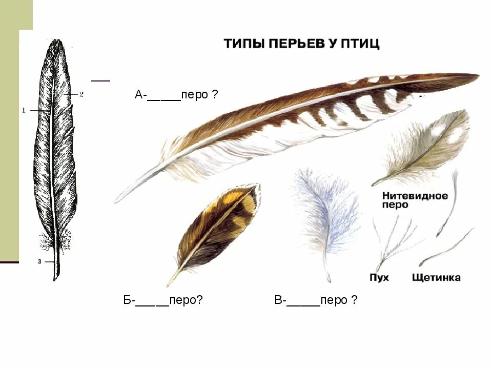 Виды перьев. Типы перьев у птиц. Перья различных типов. Строение перьев разных типов. Значение пухового пера