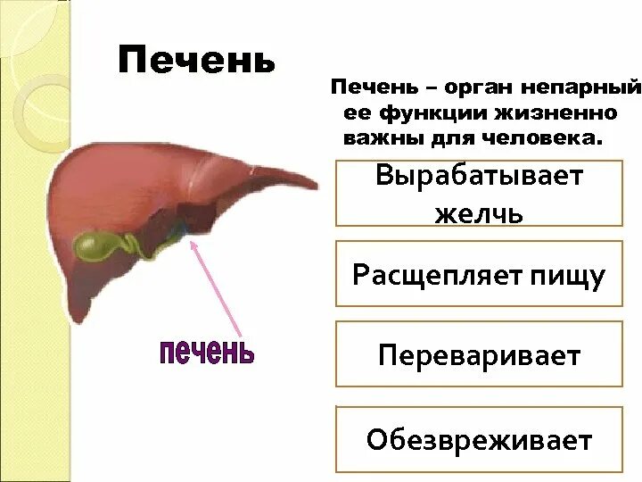 Печень что делает в организме. Функции печени 2 класс. Функция печени в организме человека 3 класс окружающий мир. Функции печени 3 класс. Доклад про печень.