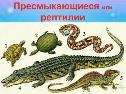 Жизнь животных земноводные пресмыкающиеся
