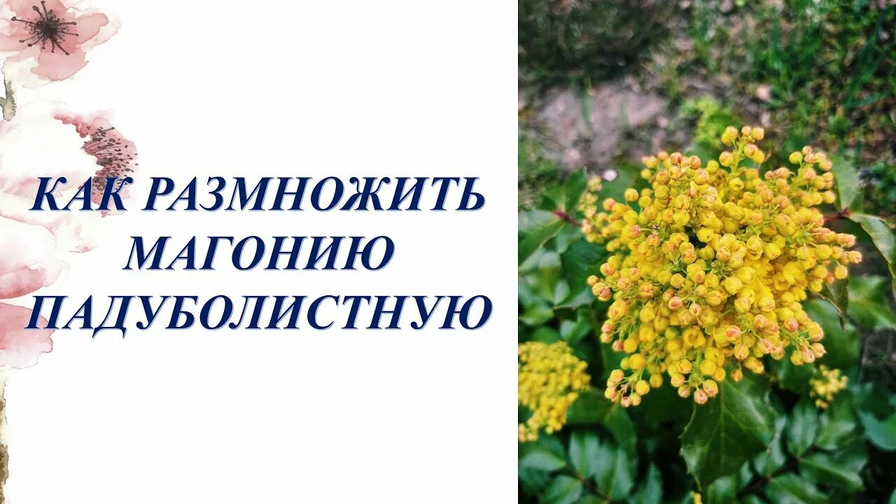 Как размножить магонию