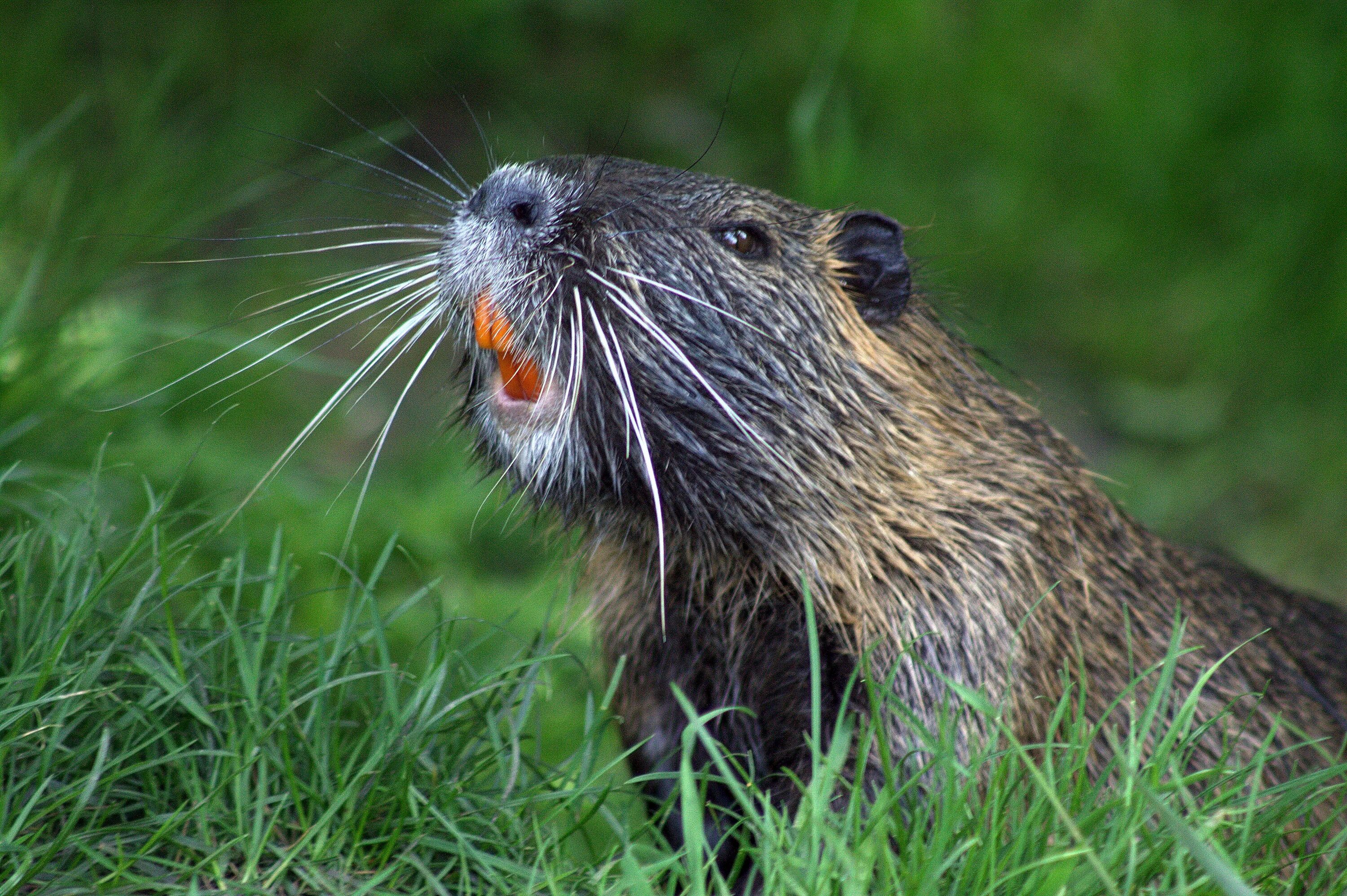 Животный мир бобры. Канадский Бобр (Castor canadensis). Бобр (Castor Fiber Linnaeus, 1758). Бобр Речной обыкновенный. Ондатра.