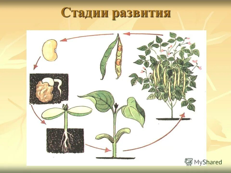 Развитие растения окружающий мир 3 класс