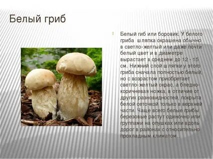 Белый и боровик одно и тоже