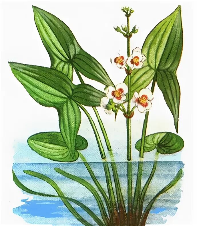 Стрелолист ксерофит. Стрелолист изменчивость листьев. Стрелолист изменчивость листьев. Стрелолист изменчивость листьев. Стрелолист обыкновенный листья.