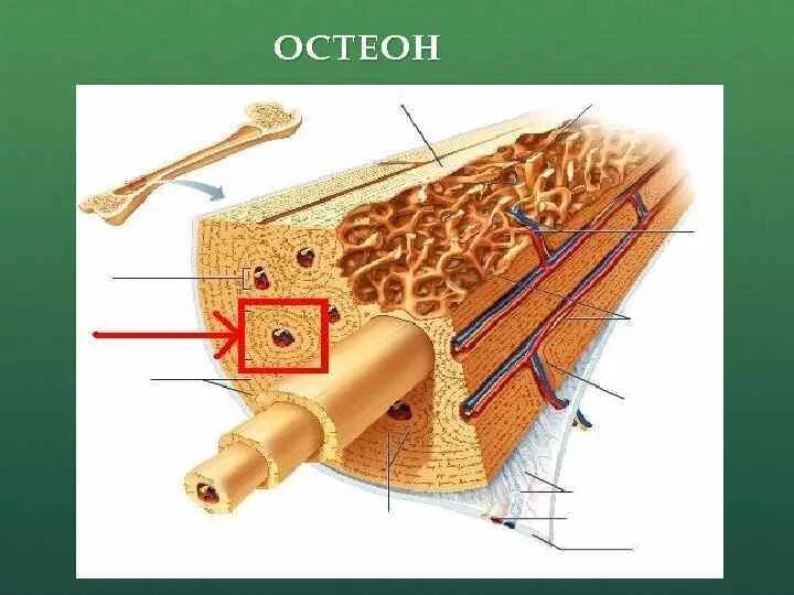 Строение кости гаверсов канал. Строение костей Остеон. Концентрические костные пластинки остеона. Строение кости Остеон. Остеон 1