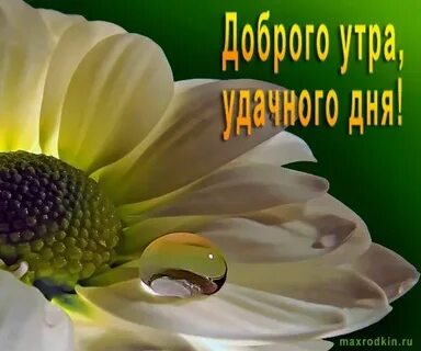 Доброго мирного утра картинки с надписями