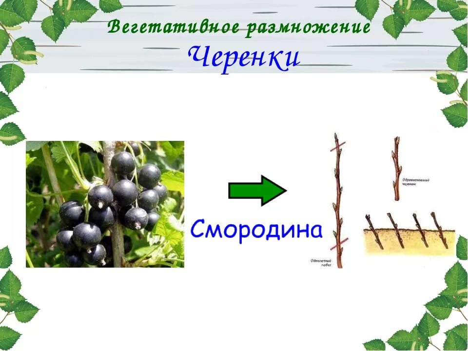 Разнообразие и размножение растений 3 класс. Вегетативное размножение отводками смородина. смородина способ вегетативного размножения. вегетативное размножение стеблем. вегетативное размножение смородины черенками.