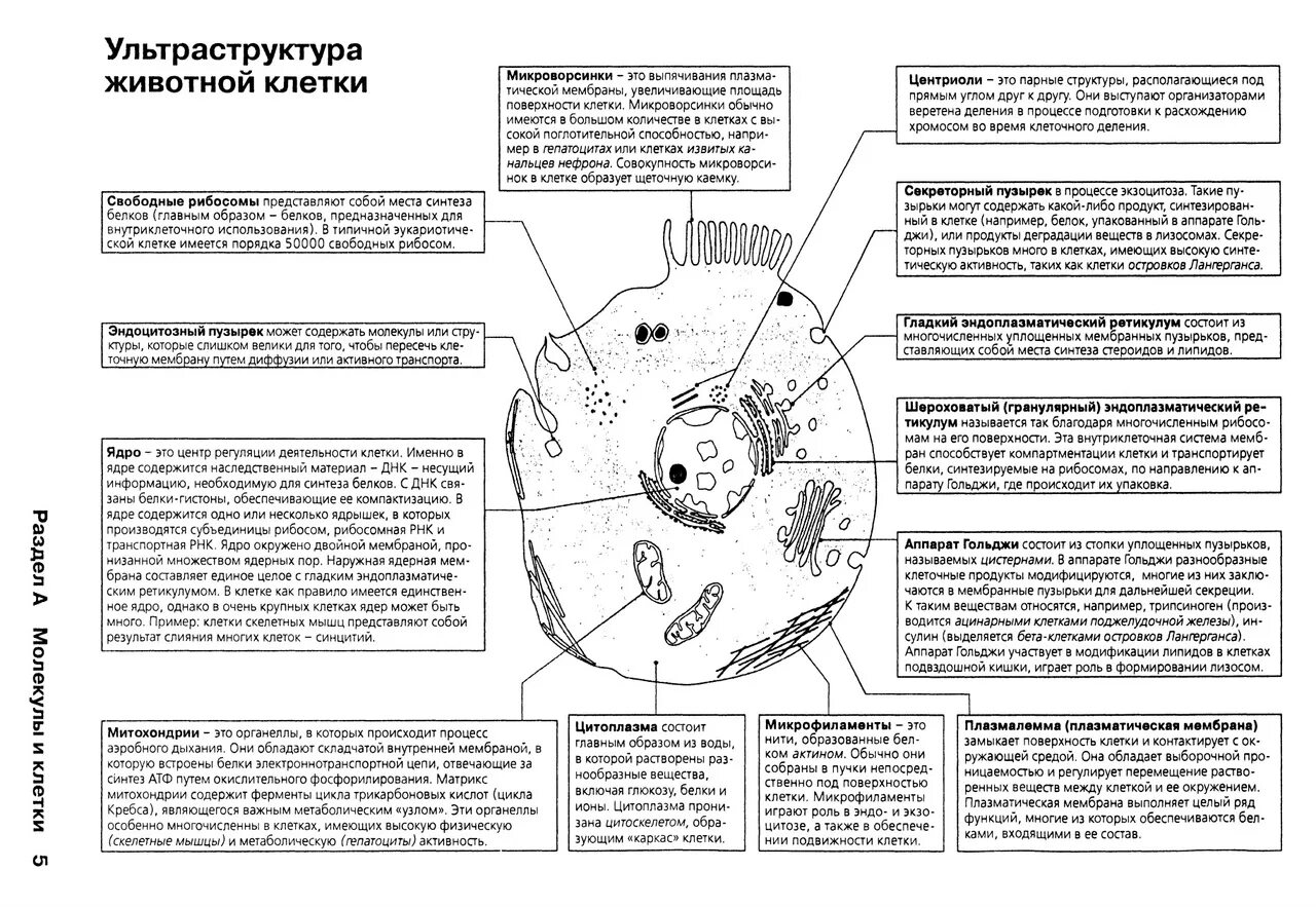 Тест клетка егэ. Животная клетка схема ЕГЭ. Строение клетки животного ЕГЭ биология. ЕГЭ биология строение животной клетки теория. Строение клетки ЕГЭ биология 2023.