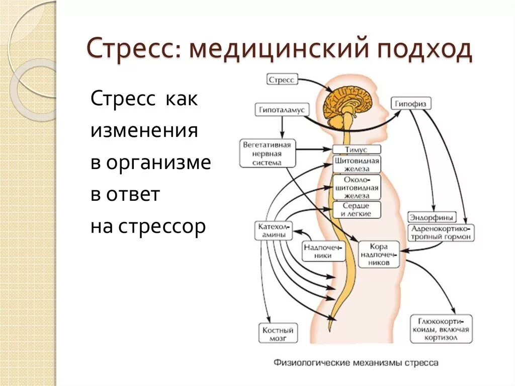 Физиологический механизм развития стресса. Схема возникновения стресса. Схема развития стресса. Механизм развития стресс реакции.