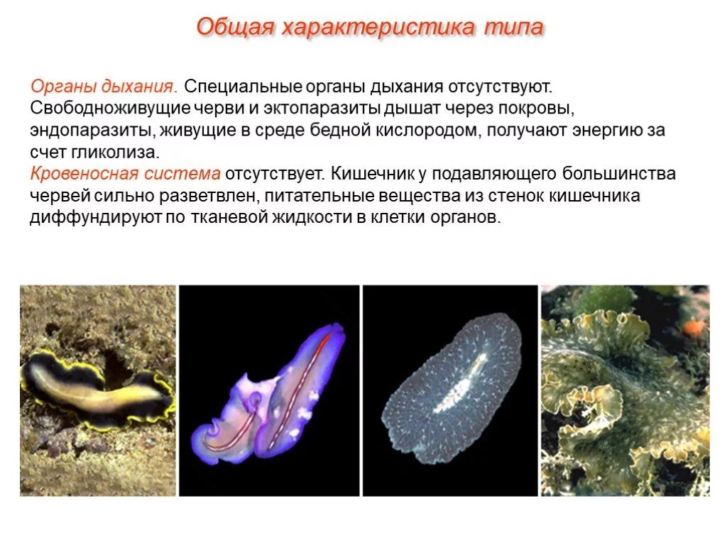 Плоские черви дыхательная система. Представители свободноживущих плоских червей. Тип плоские черви дыхательная система. Свобододноживущие плоские черви. Назвать плоских червей