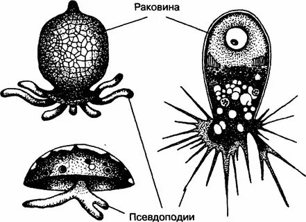 К раковинным амебам относятся
