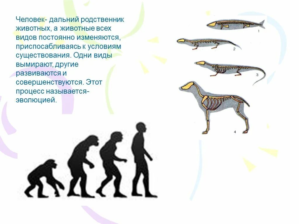 Дальней родственник человека