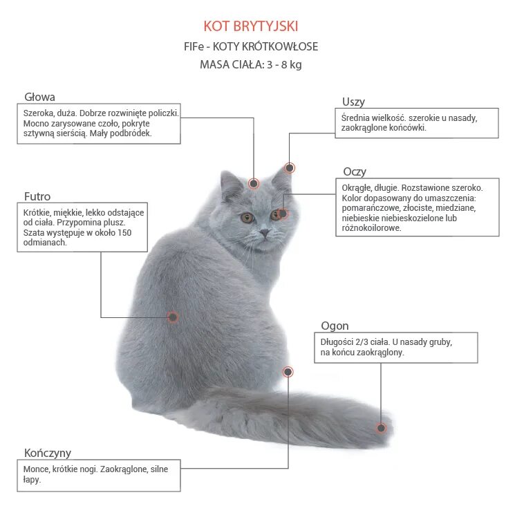 Вес котенка в 2. Размер взрослого британского кота. Коты породы британец вес кота. Вес котенка британца в 7 месяцев. Норма веса кота британца.