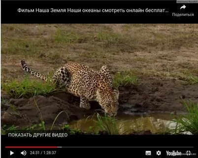 Дикие факты