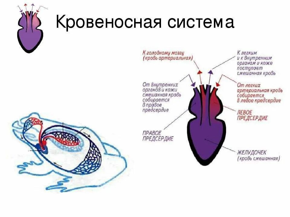 Кровеносная система лягушки 7 класс. Кровеносная система земноводных 7 класс. кровеносная система амфибий схема. филогенез кровеносной системы амфибий. кровеносная система лягушки 7 класс биология.