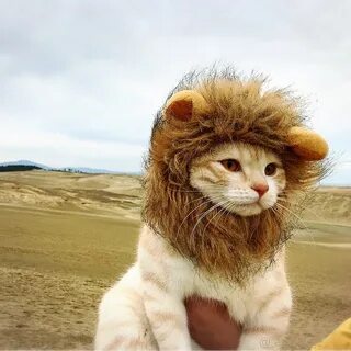 Львиный кот
