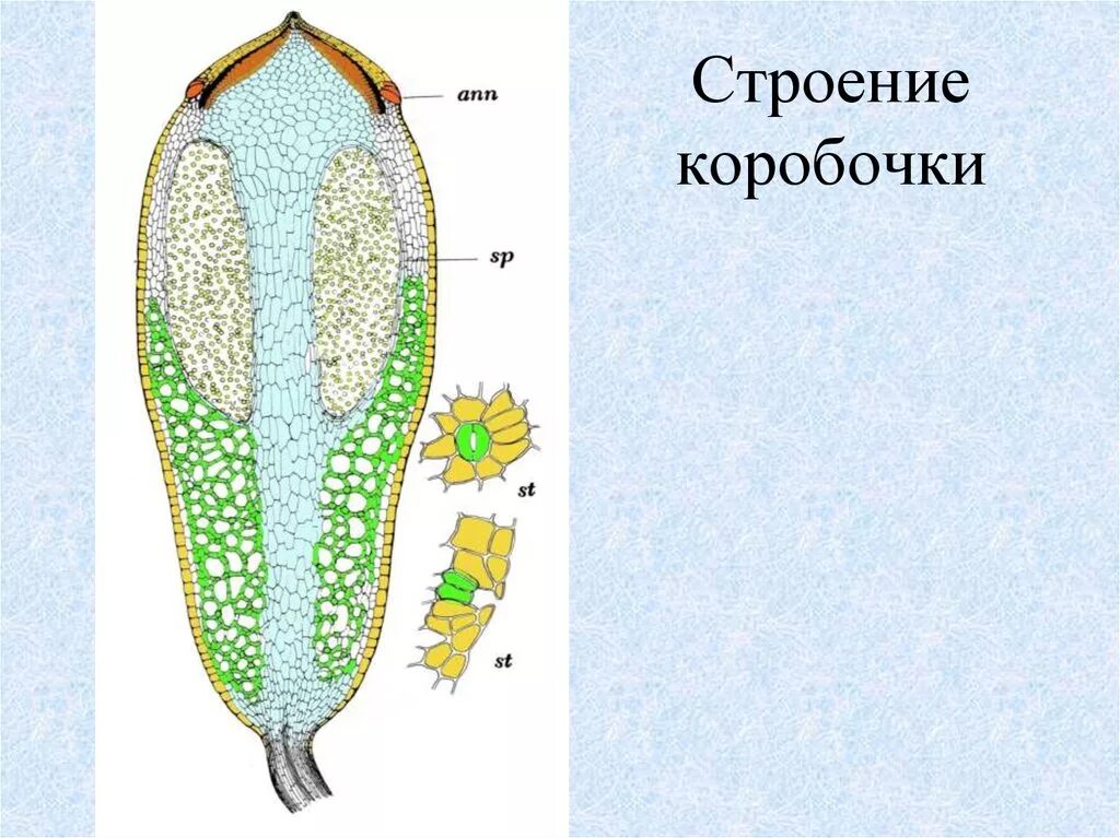 Строение спорогона Кукушкина льна. Кукушкин лен строение коробочки. Строение коробочки спорогона Кукушкина льна. Строение коробочки Кукушкина льна. Ножка спорогона